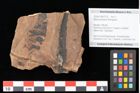 Foto (Objekt + Etikett) von Engelhardia orsbergensis (Wessel et Weber) Jähnichen Mai et Walther (NHMW-GEO-2024-0188-0723)